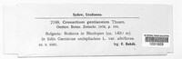 Cronartium gentianeum image